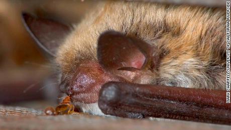 Bats were believed to be the first hosts of bedbugs, but this study proves this was not the case.