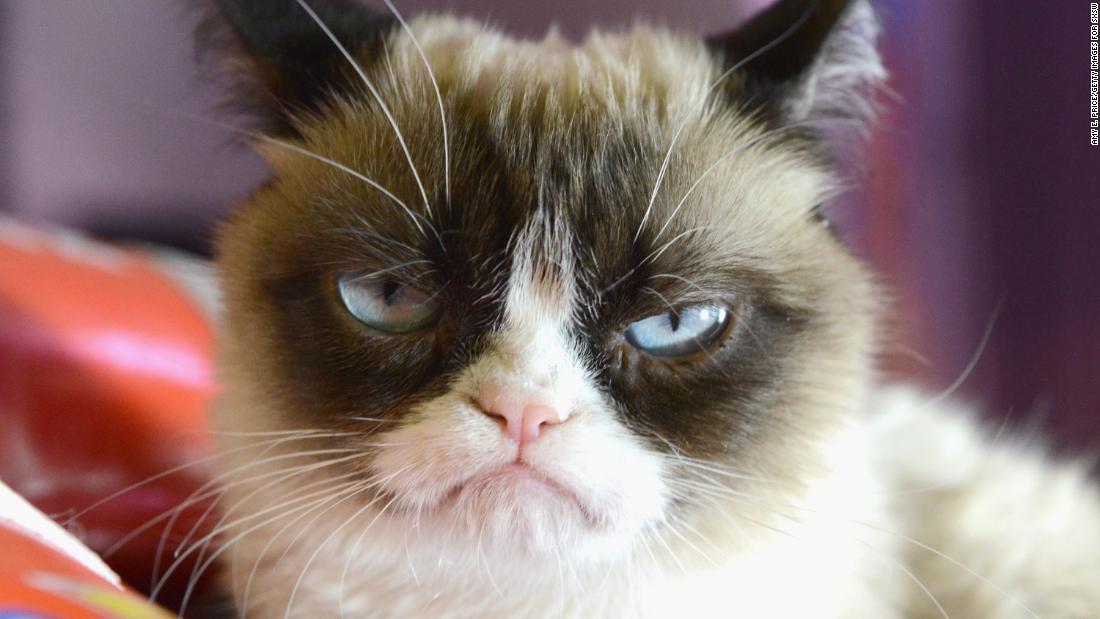 Pet Celebrities: How Grumpy Cat Became a Household Name - ABC News