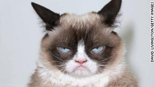 Pet Celebrities: How Grumpy Cat Became a Household Name - ABC News