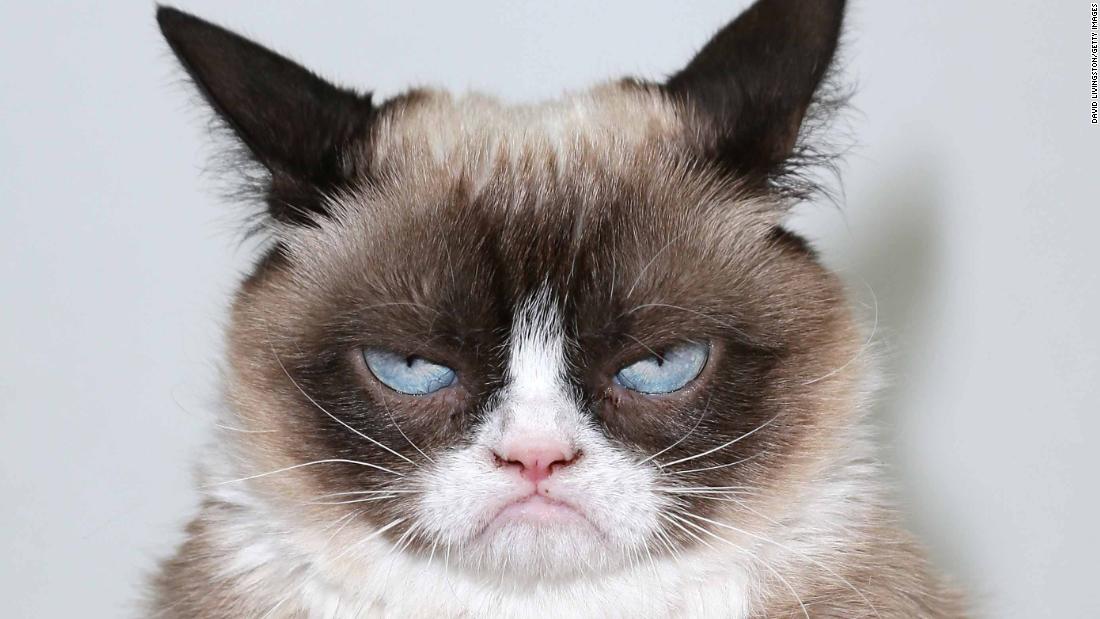 Grumpy Cat, furry titan of the internet, is dead