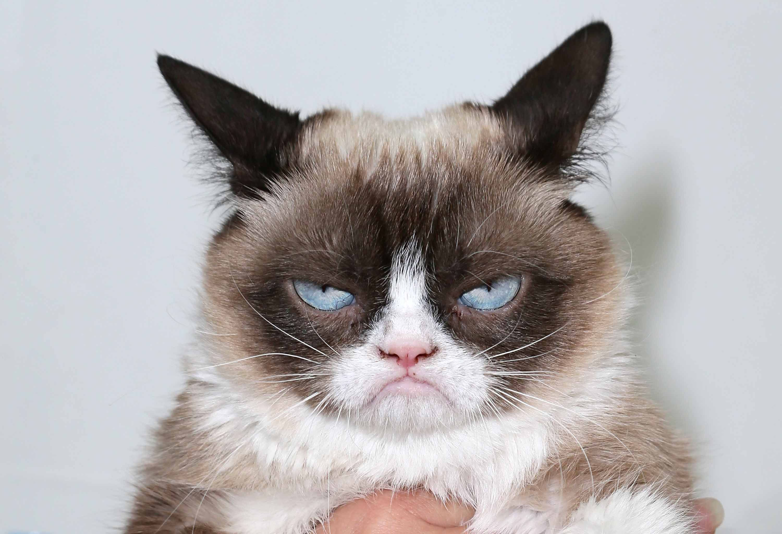 Grumpy Cat The Internet S Most Famous Cat Dead At 7 Cnn