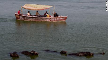 Cows bathe in the River Ganges in Varanasi.