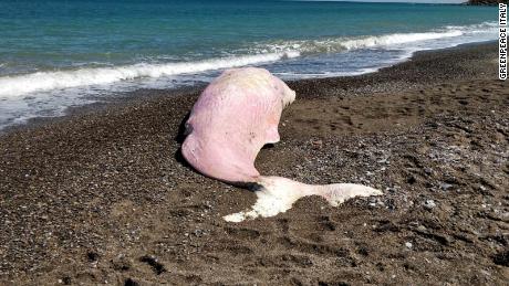 Young sperm whale found dead in Sicily with stomach full of plastic 