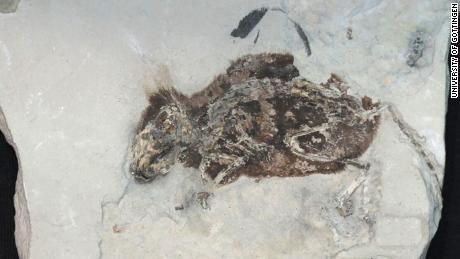 3 million-year-old &#39;mighty mouse&#39; fossil still has red fur