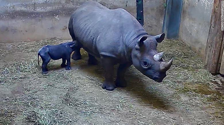 Rare black rhino born at Lincoln Park Zoo in Chicago - CNN Video