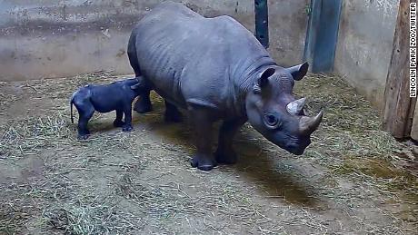 Rare eastern black rhinoceros is born at Chicago&#39;s Lincoln Park Zoo