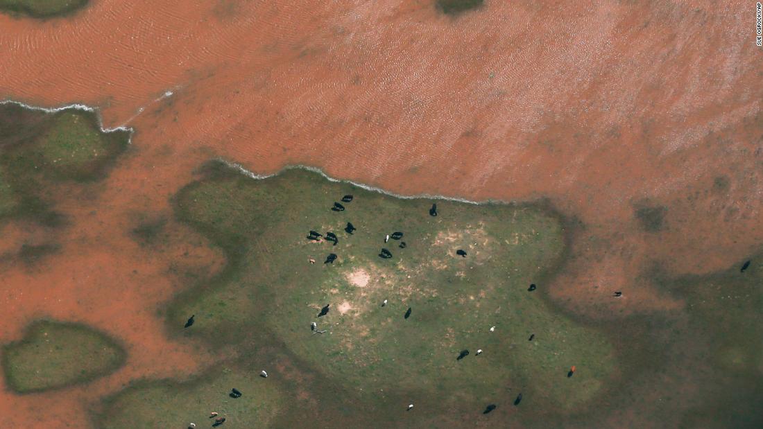 Cattle find refuge on high ground in a flooded field near Geary, Oklahoma, on May 21.  