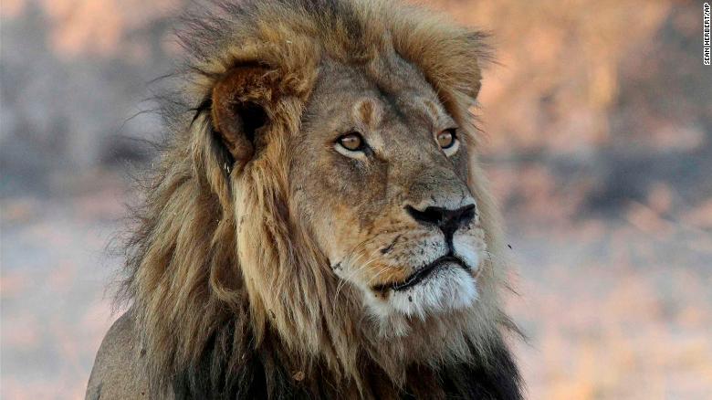 The slaying of Cecil the lion sparked international outcry