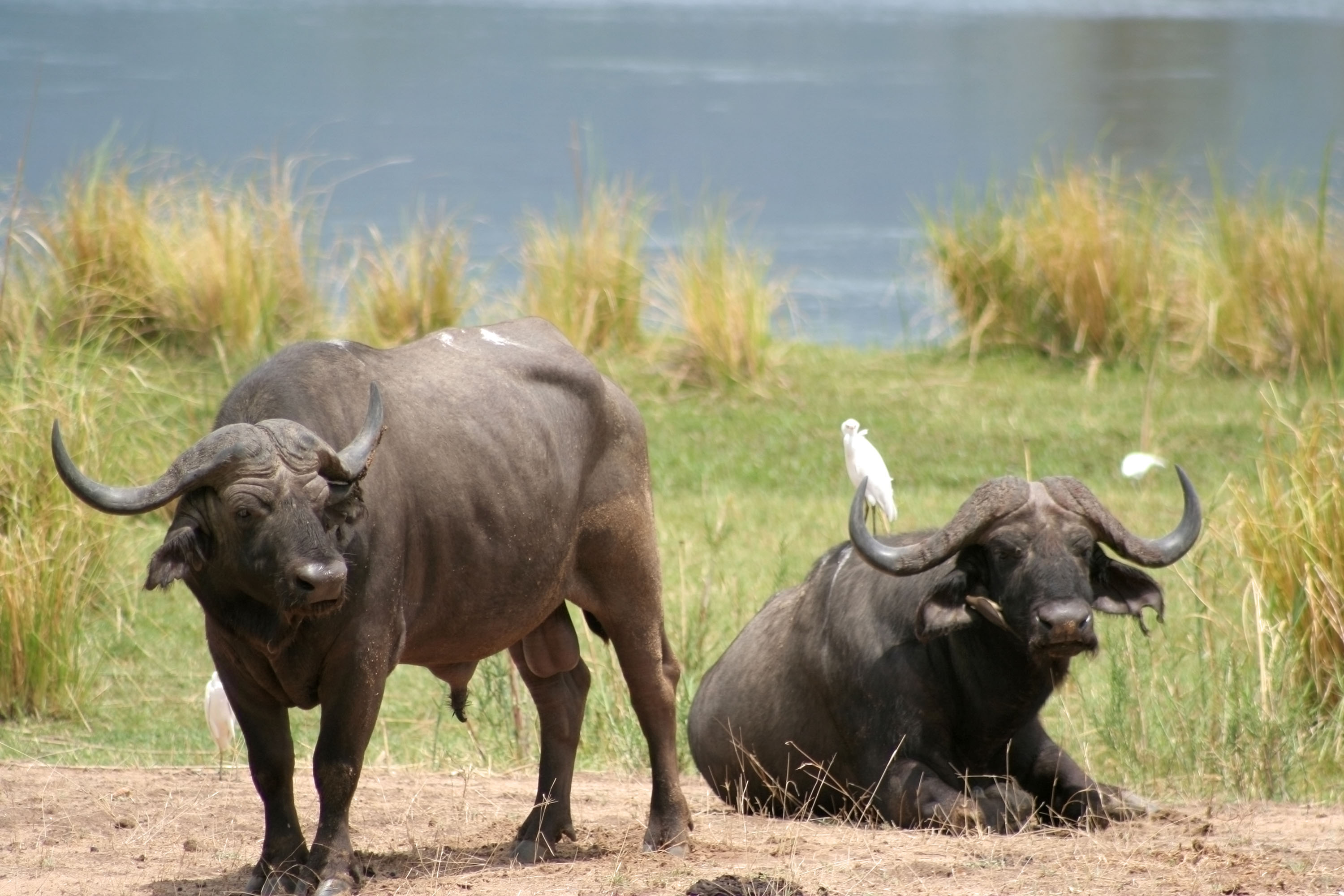 Zimbabwe lifts ban on buffalo bow hunting to boost tourism CNN