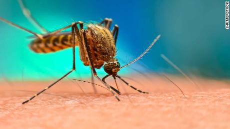     7.5亿只转基因蚊子已获批准在佛罗里达礁岛中释放