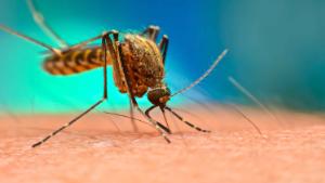 Close up of Mosquito sucking blood. Aedes Aegypti Mosquito on human skin.Mosquito vector borne disease is carrier of Malaria, Zica Virus, Chikungunya, Dengue,Yellow Fever,Encephalitis and Mayaro Fever