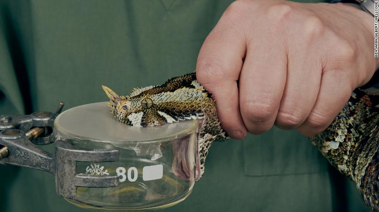 Scientists extract venom at the Liverpool School of Tropical Medicine Centre of Snakebite Research and Interventions.