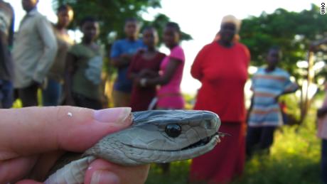 Snakebites: The hidden health crisis that kills 200 people a day