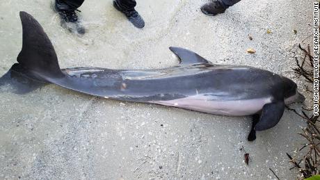 FWC shared this image of the dolphin found in Florida.