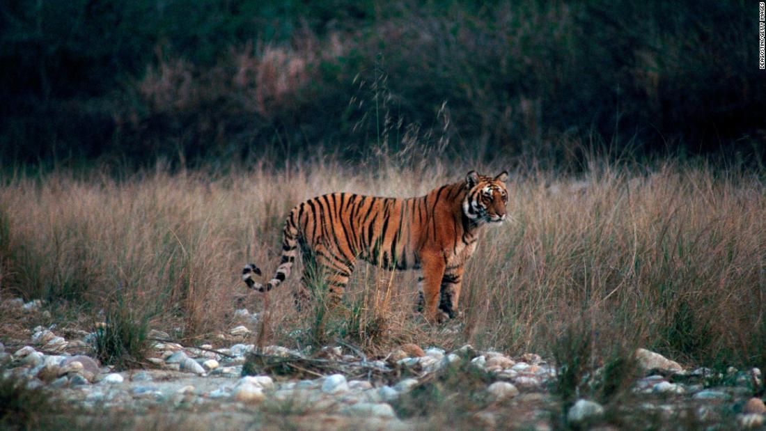 Jim Corbett National Park in India: Filmaker's tips for your visit | CNN