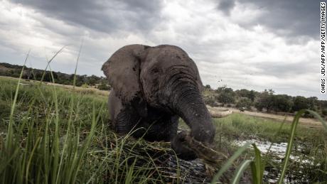 Botswana lifts ban on elephant hunting