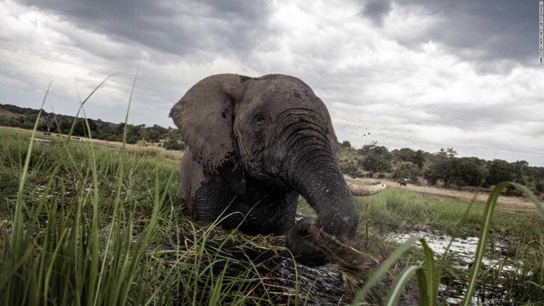 huggady elephant