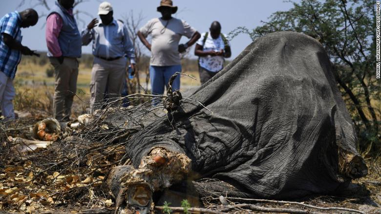 Members of the media gather around the carcass of a dead elephant in Chobe, on September 19, 2018. 