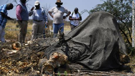 Members of the media gather around the carcass of a dead elephant in Chobe, on September 19, 2018. 