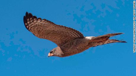 Tawny eagles will die out and smaller birds will thrive, say researchers