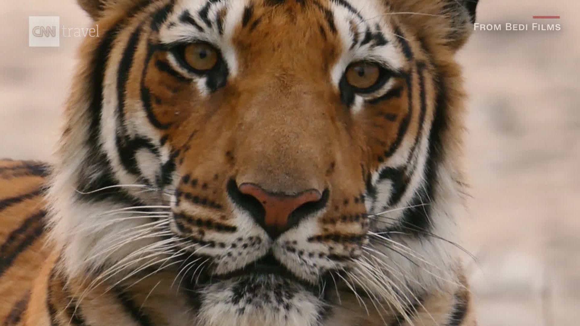 Exploring India's Jim Corbett National Park - CNN Video
