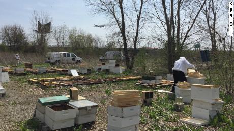 The business manages five beehives throughout the Chicago area, including one at O&#39;Hare International Airport.