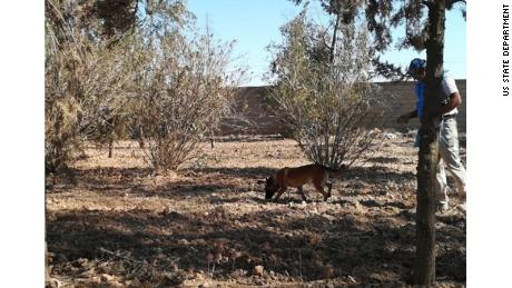 Rhino, a retired mine detection dog, works in Syria in this undated photo.