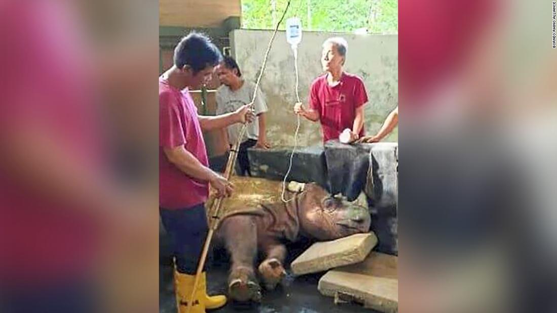 Malaysia's last male Sumatran rhino dies - CNN