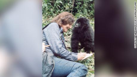 A young Poppy studies famed primatologist Dian Fossey in 1977. 