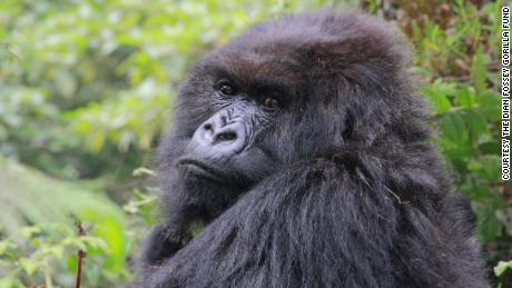 Poppy, pictured here in August 2015, was the last living mountain gorilla made famous by Dian Fossey in &quot;Gorillas in the Mist.&quot; 