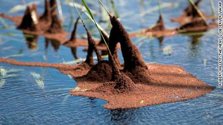 Colonies of fire ants cling to grass and vegetation along flooded US 17 near Pollocksville, N.C.