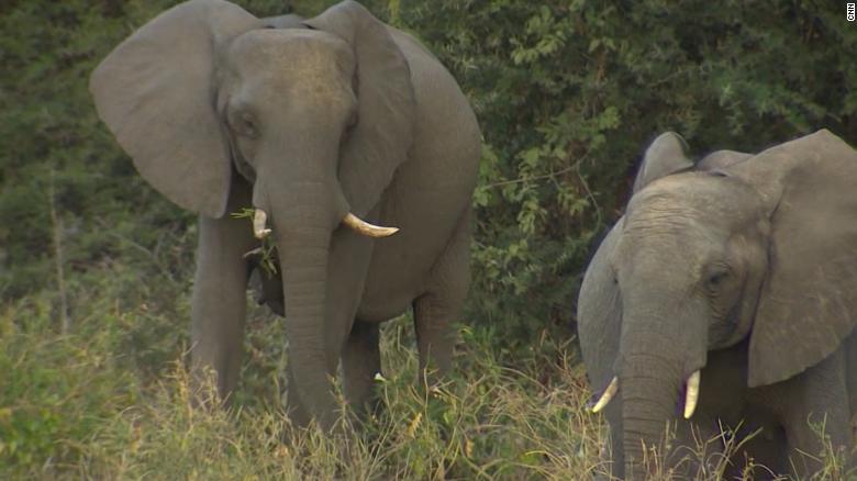 African country with the most elephants ends hunting ban