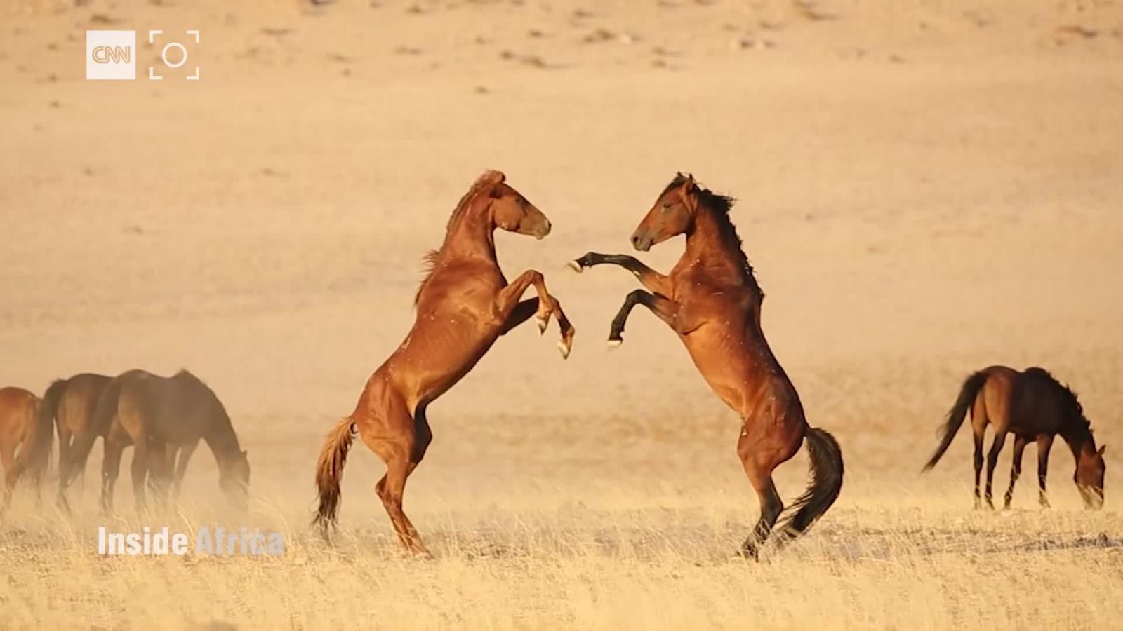Time Is Running Out For Namibia S Wild Horses Cnn Video