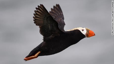 Climate change is killing Tufted puffins, researchers say 