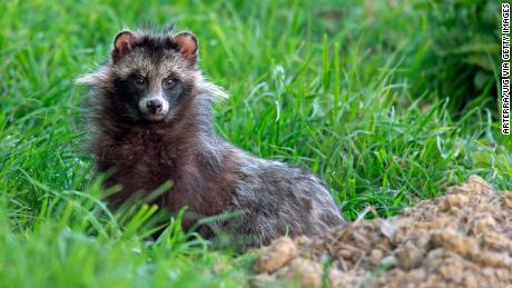 A raccoon dog (Nyctereutes procyonoides), emerging from its den in Germany.