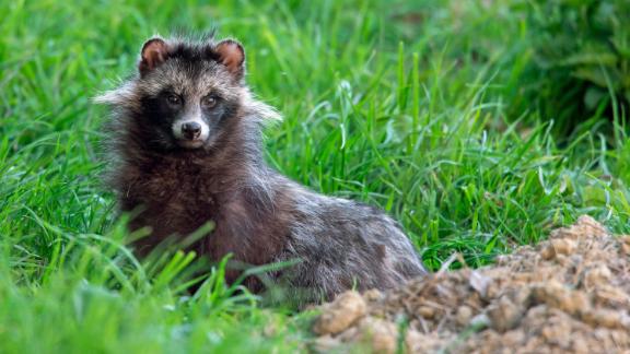 Racoon dogs on the loose in an English village - CNN