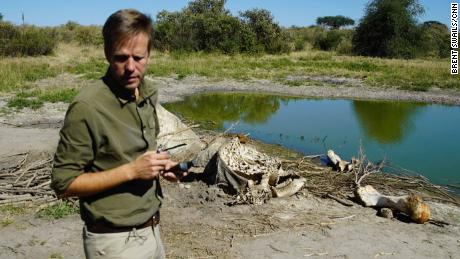 Mike Chase of Elephants Without Borders investigates an elephant carcass.