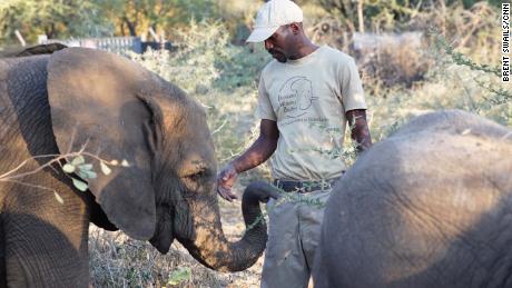 An Elephants without Borders elephant keeper feeds an animal that was orphaned due to human-animal conflict.