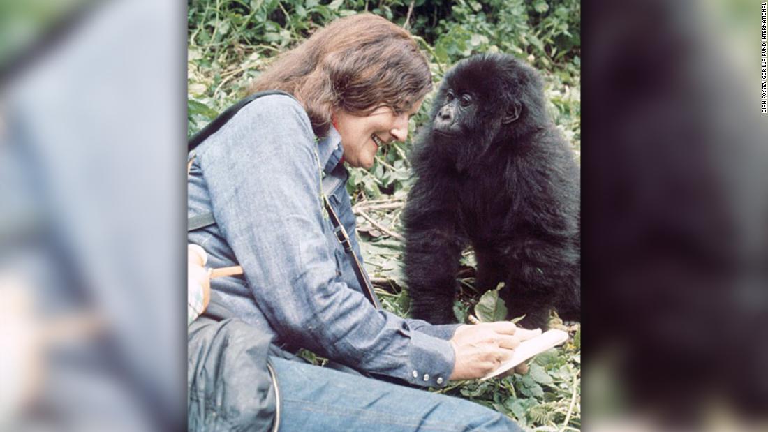 Dian fossey презентация