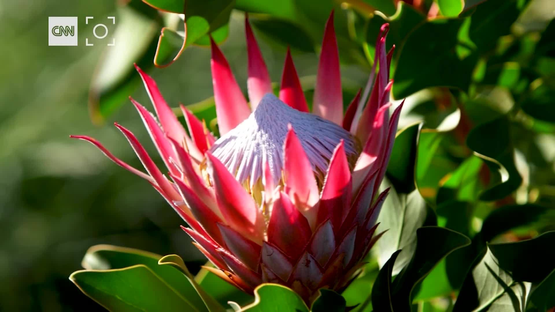 What makes the Protea the most sought after flower
