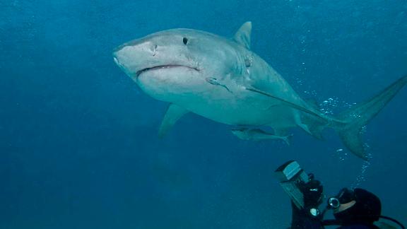 Valerie Taylor filmed sharks for 'Jaws' -- then she dedicated her life ...