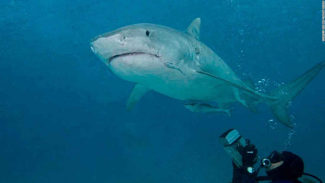 Valerie Taylor filmed sharks for 'Jaws' -- then she dedicated her life ...