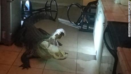The 11-foot male gator broke into the Florida home around 3:30 a.m. 