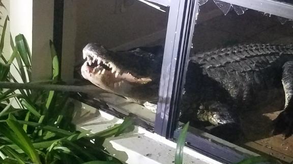 Florida Alligator Woman Discovers 11 Foot Gator In Her Kitchen Cnn 5911