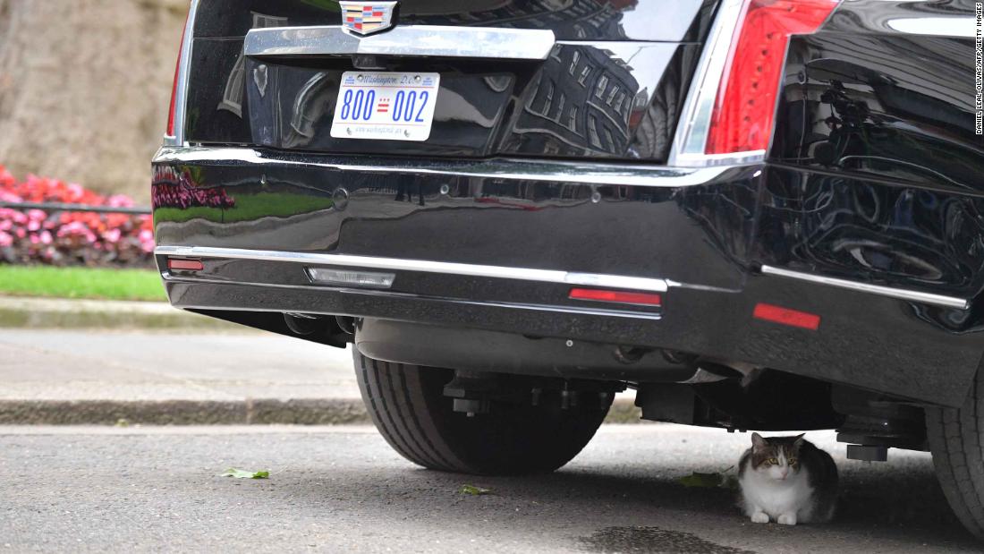 Larry, the No. 10 Downing Street cat, sits underneath The Beast, the presidential armored Cadillac.