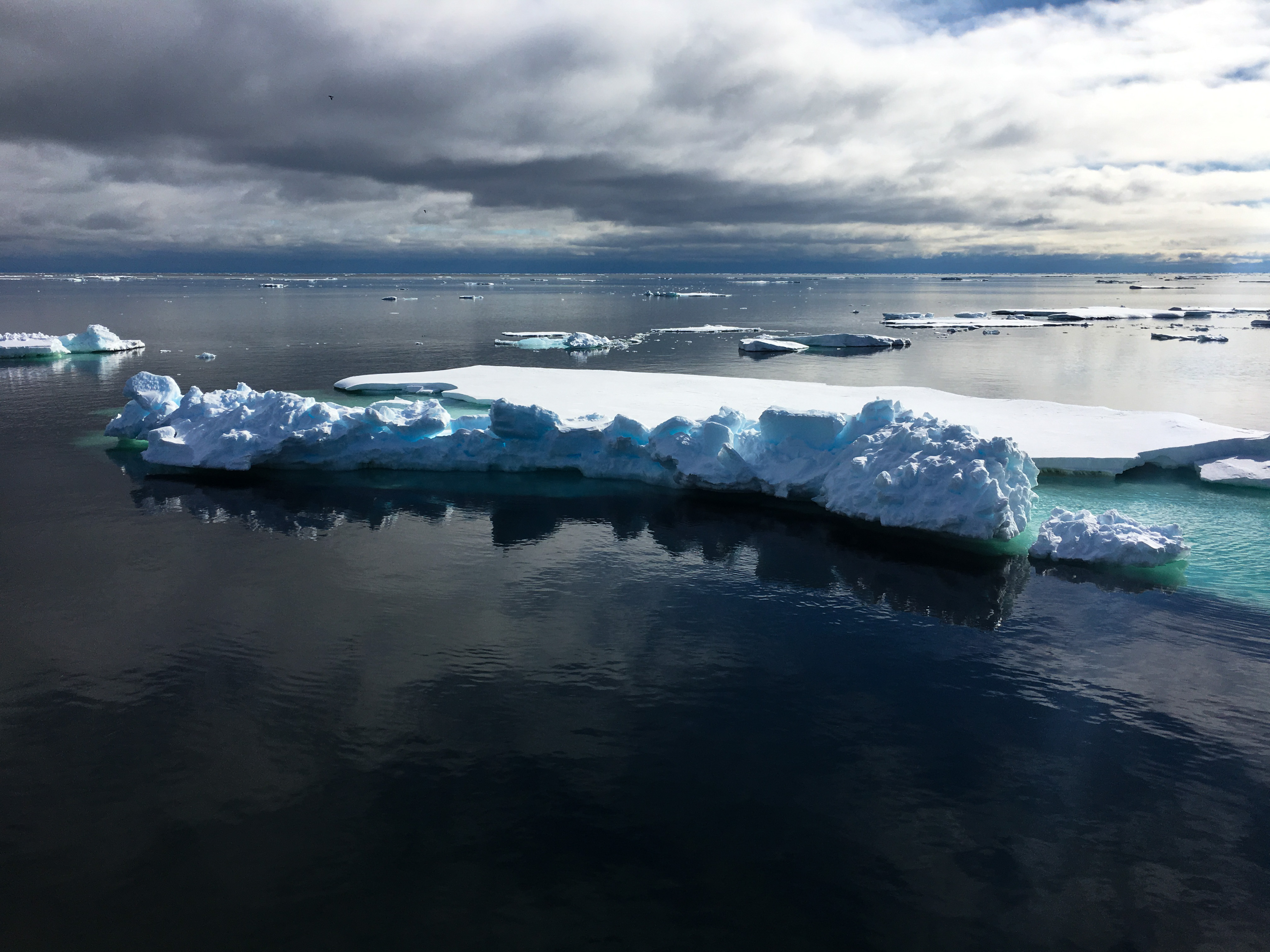 melting arctic sea ice could cause the spread of a deadly virus to marine mammals cnn