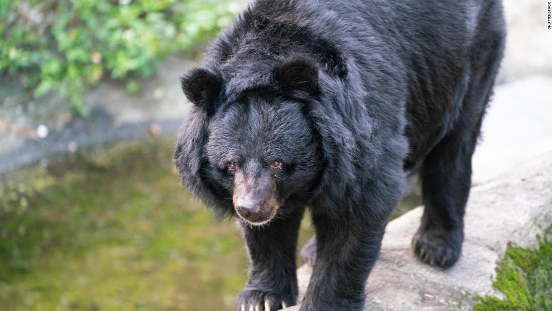 Never push a slower friend down if you come across a bear, park service  says