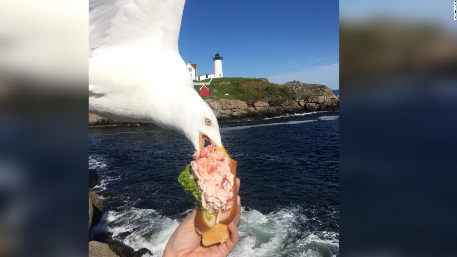 Seagull Photobombs Tourist In Maine And The Picture Is Wild Images, Photos, Reviews