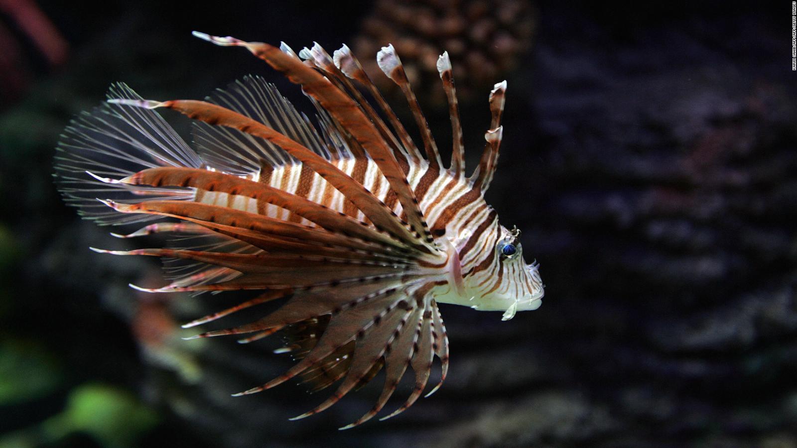 Glowing coral reefs are striving to recover from bleaching, study says ...