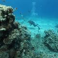 coral reefs acidification